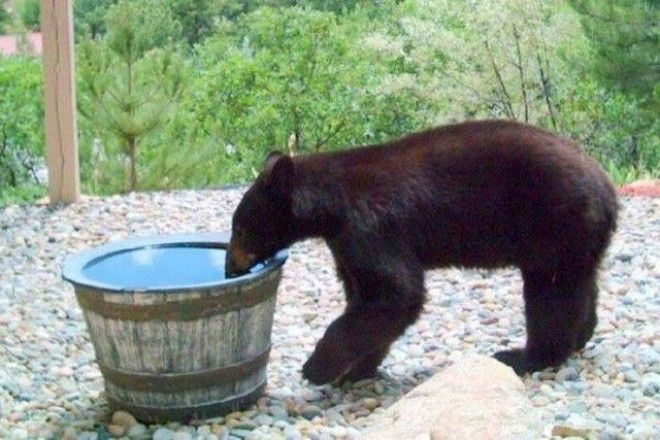 Камера зафиксировала интересную причину пропажи воды из бочки прикол, скрытая камера, случай в жизни, сша, юмор