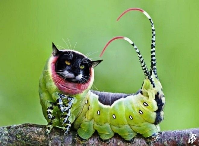 A real Caterpillar