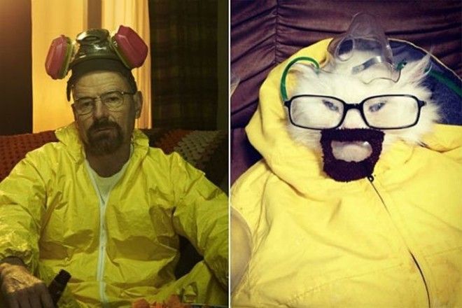 heisenbergcat