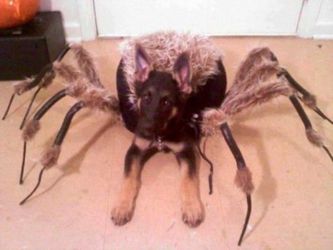 spiderdoghalloweencostume1