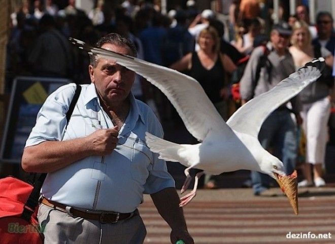 Выстрел В Десятку 15 Фотографий Сделанных В Нужный Момент