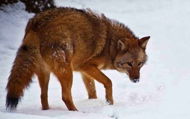 Койвольфы Новый хищник гибрид койота и волка, или койвольф, впервые появился несколько десятилетий назад на северо-восточной территории США. Койвольф вряд ли бы появился, если бы фермеры и охотники не вынудили уйти его предков из их естественных мест обитания. ДНК волков позволяет гибридам охотиться на крупную добычу сообща, в то время как ДНК койотов помогает им быстрее адаптироваться в городской среде. Эти крупные, весом до 70 кг, звери лучше приспособлены к своему месту обитания, чем их предки, а значит, смогут и дальше стабильно увеличивать свою численность.