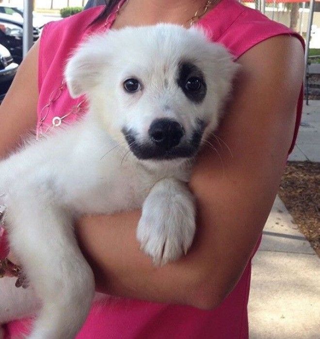 This Little Guy Is Up For Adoption At Our Local Humane Society. Meet Joker