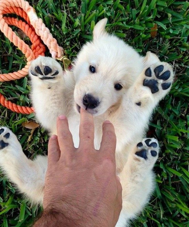 Not Sure If My Friend Got A Puppy Or A Baby Polar Bear