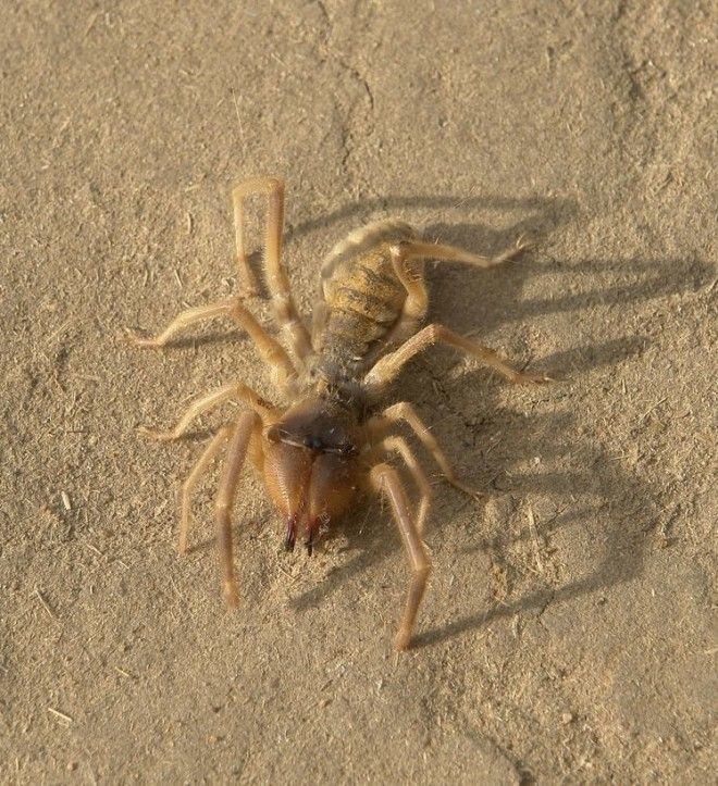 Solifugae02 Фаланга монстр из класса паукообразных