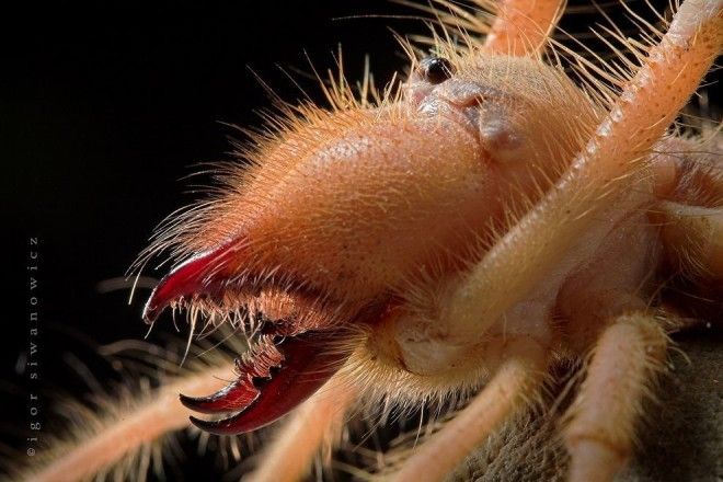 Solifugae04 Фаланга монстр из класса паукообразных