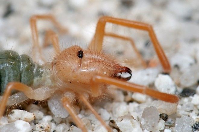 Solifugae05 Фаланга монстр из класса паукообразных