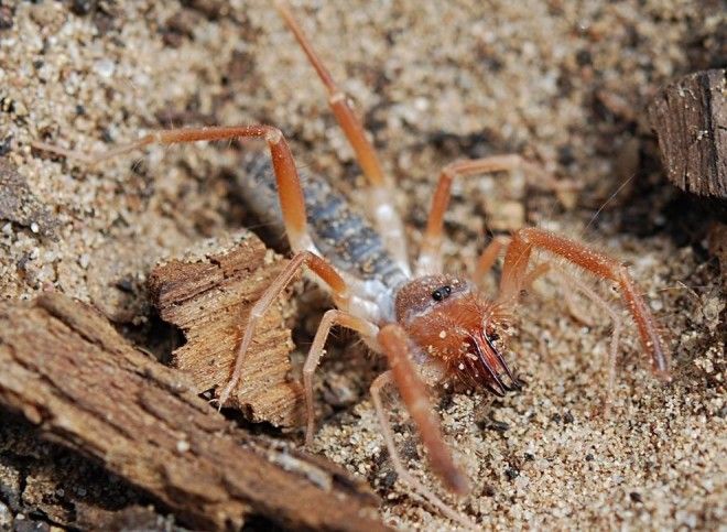 Solifugae06 Фаланга монстр из класса паукообразных