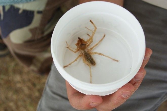 Solifugae07 Фаланга монстр из класса паукообразных