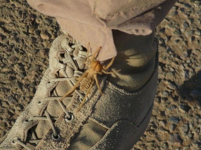 Solifugae09 Фаланга монстр из класса паукообразных