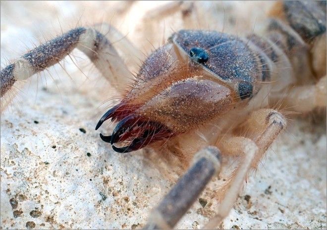 Solifugae10 Фаланга монстр из класса паукообразных