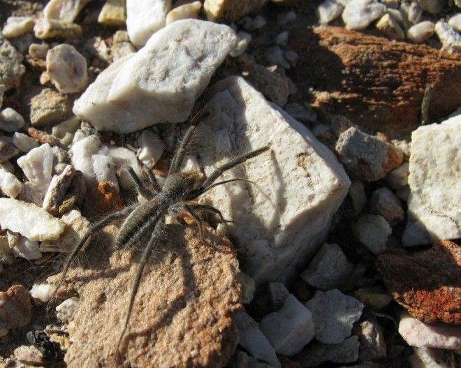 Solifugae11 Фаланга монстр из класса паукообразных