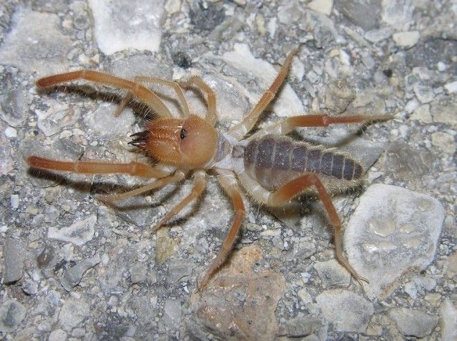 Solifugae12 Фаланга монстр из класса паукообразных