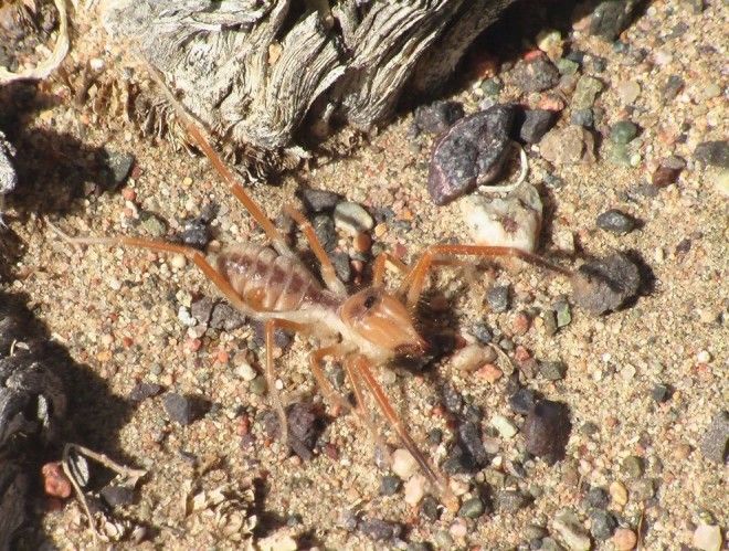 Solifugae13 Фаланга монстр из класса паукообразных