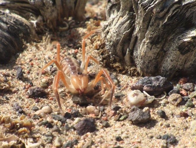 Solifugae14 Фаланга монстр из класса паукообразных