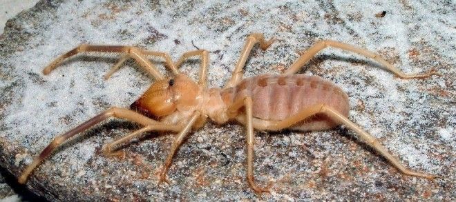 Solifugae15 Фаланга монстр из класса паукообразных