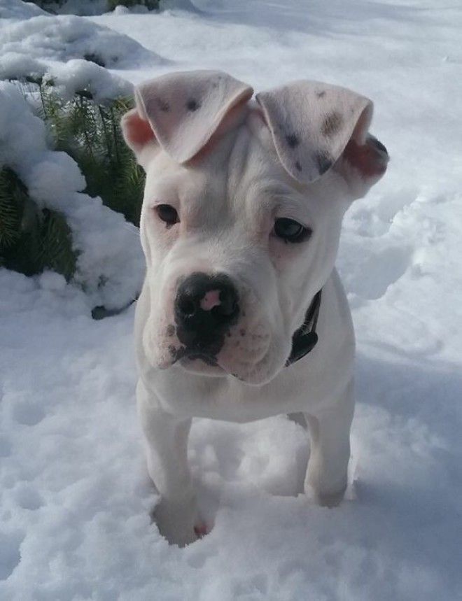 This Sweet Girl Who Might Have The Cutest Ears In The History Of Cute Ears