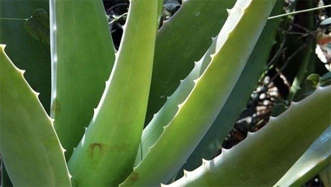 aloe vera