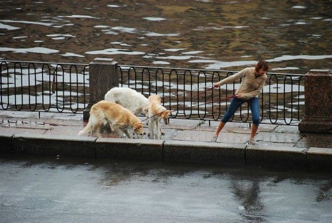 Собаки сговорились