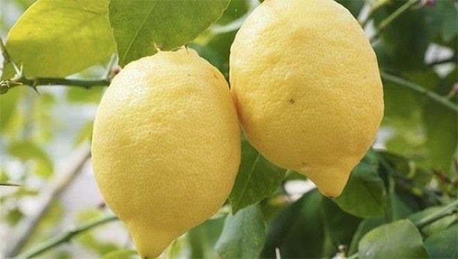 lemons