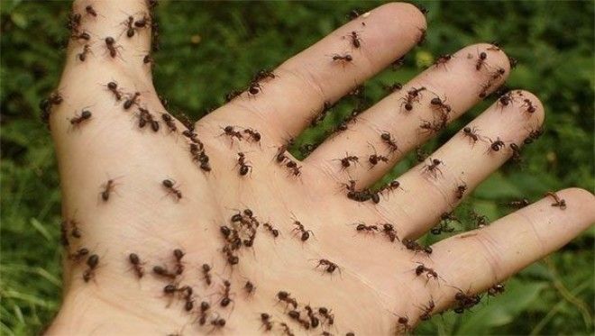 ants