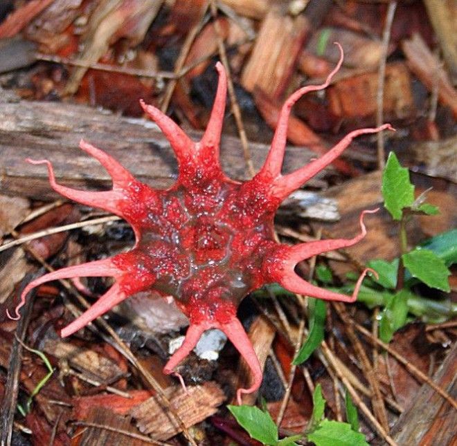 Starfish fungus Латинское название гриба — Aseroe rubra. Встретить его можно на островах Тихого океана и в Австралии, куда судя по всему наш демиург вообще сбросил все самые необычные создания мира. Гриб вырастает и раскрывает плодовое тело на несколько лучей, внешне напоминая морскую звезду.