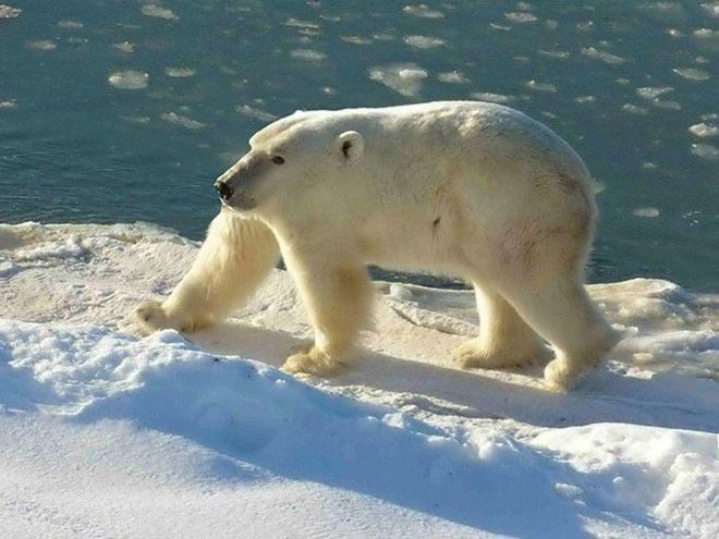 Как могли бы выглядеть животные, если бы у них не было шеи