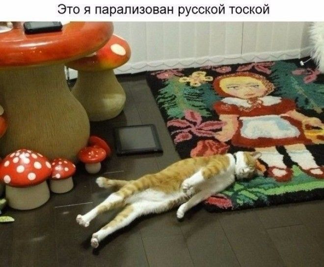 10 фото в которых вы узнаете себя а после посмеетесь