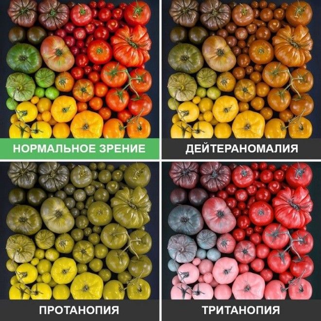 SBКак видят мир люди с разными дефектами зрения