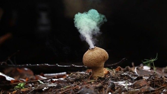 Aspergillus fumigatus Аспергилл представляет собой грибок часто встречающийся на мертвых растениях и грудах компоста При разрушении он выбрасывает в воздух свои споры которые способны вызвать серьезные проблемы попав в легкие Чаще всего оперативное медицинское вмешательство помогает Но иногда споры Aspergillus fumigatus вызывают почечную недостаточность а в некоторых случаях и смерть