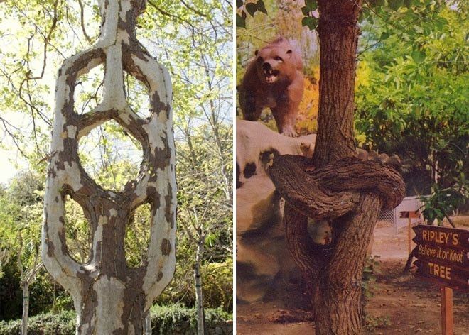 Цирк деревьев: Фермер заставлял расти деревья по его собственному дизайну