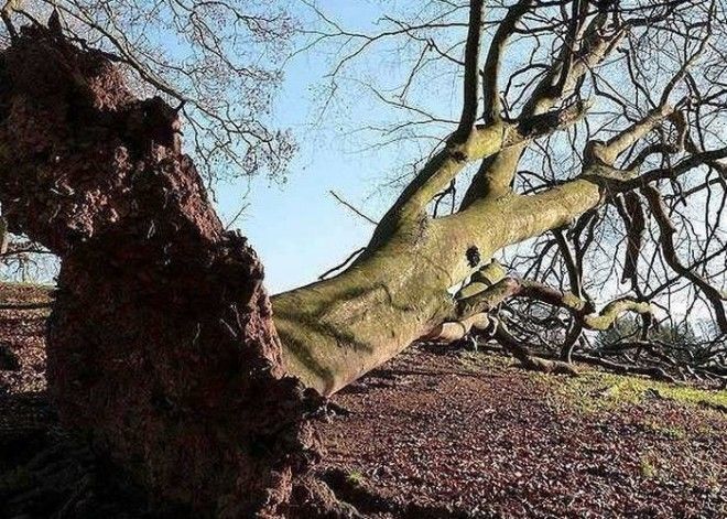 Жуткое захоронение человек из Слайго