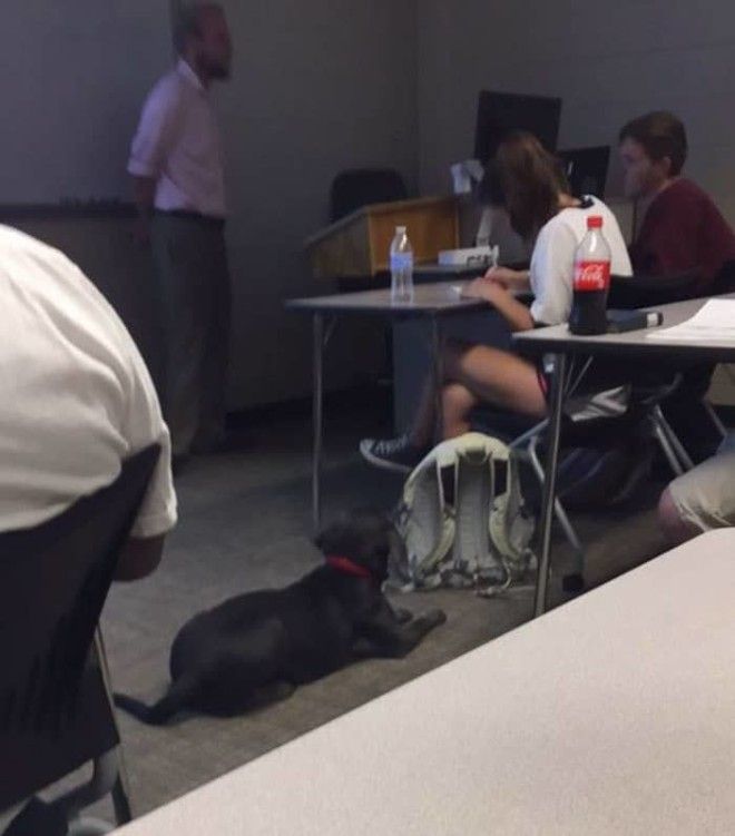 studentprofessordoghurricaneirma10