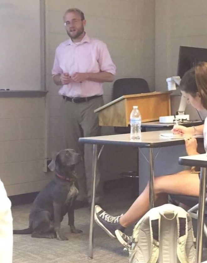 studentprofessordoghurricaneirma7