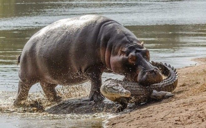 15 самых опасных для человеческой жизни животных на планете