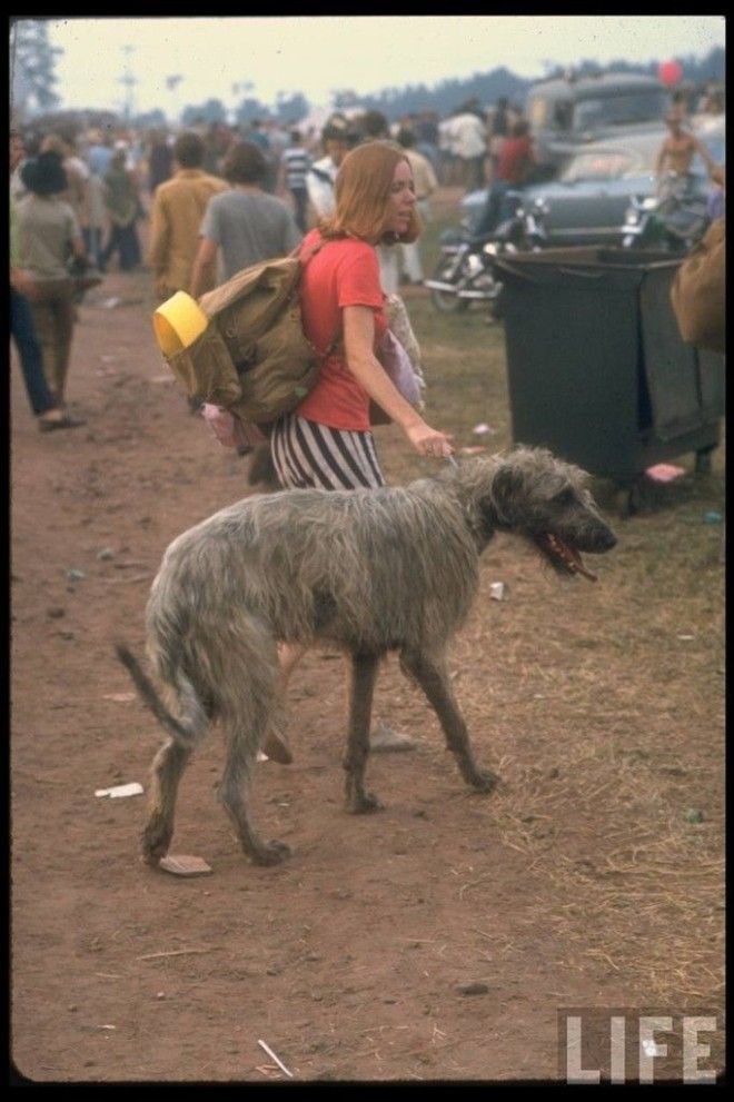 80 уникальных фотографий Вудсток 1969 года на снимках журнала LIFE