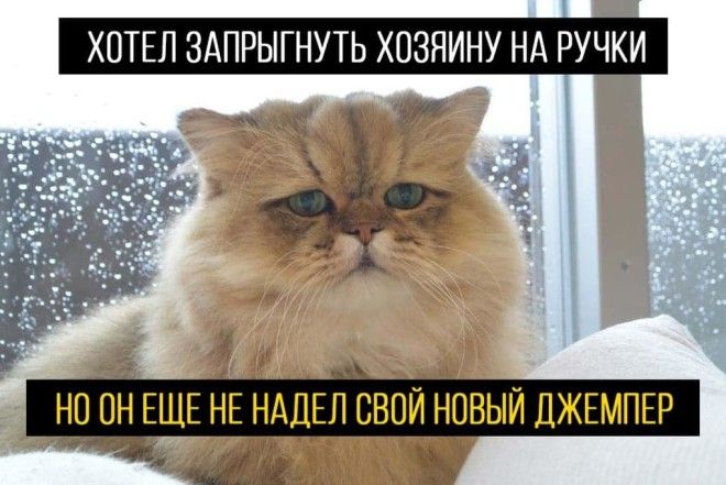 S15 кошачьих поводов для грусти о которых вы никогда не задумывались