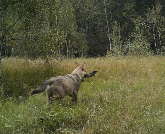 15 фото животных которые вновь обживают Чернобыль