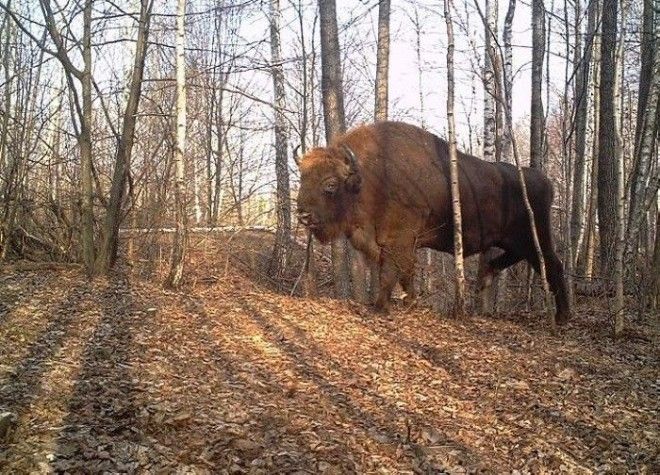 15 фото животных которые вновь обживают Чернобыль