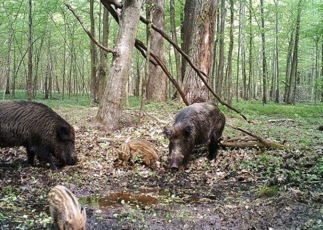 15 фото животных которые вновь обживают Чернобыль