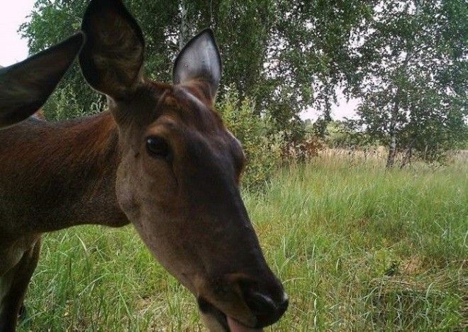 15 фото животных которые вновь обживают Чернобыль