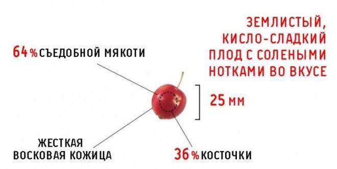 Дикий персик гмо овощи факты фрукты