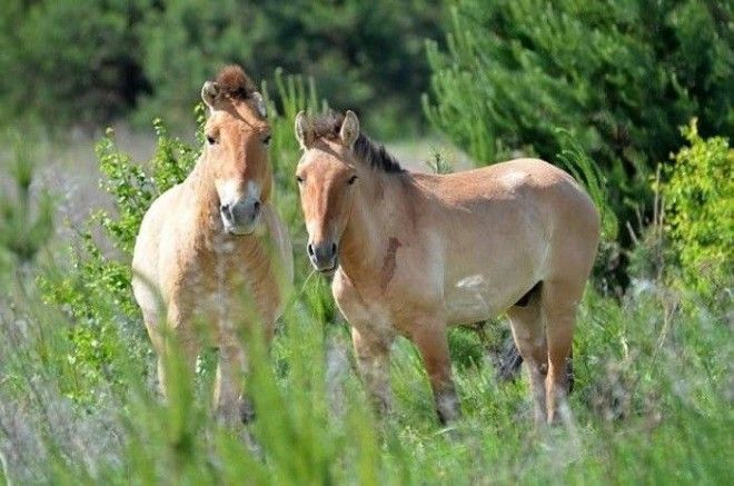 15 фото животных которые вновь обживают Чернобыль