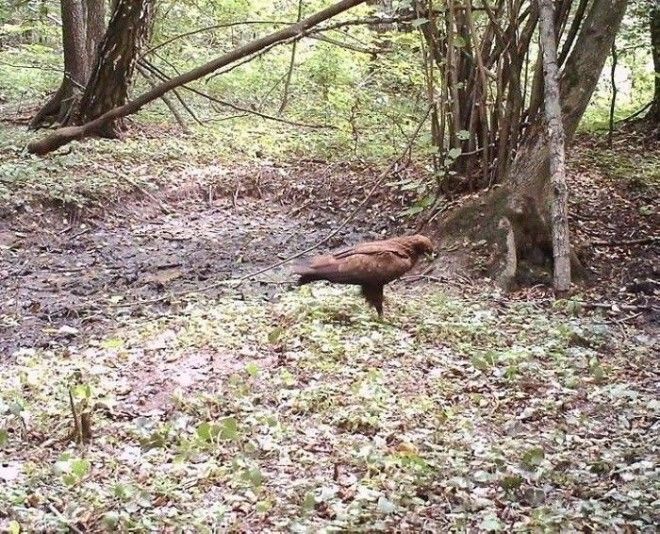 15 фото животных которые вновь обживают Чернобыль