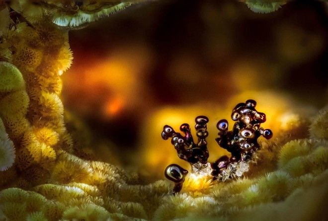 Победители конкурса микрофотографии Nikon Small World 2017