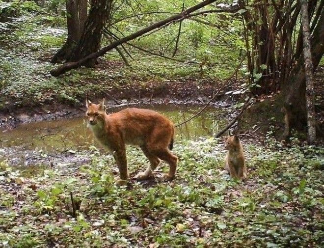 15 фото животных которые вновь обживают Чернобыль