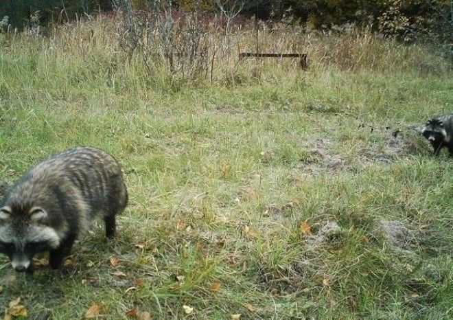 15 фото животных которые вновь обживают Чернобыль