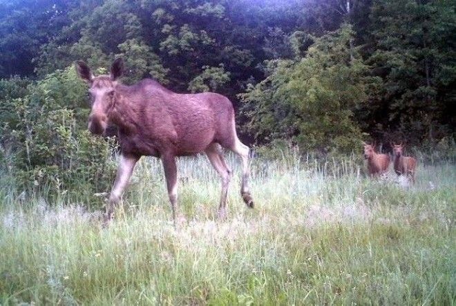 15 фото животных которые вновь обживают Чернобыль