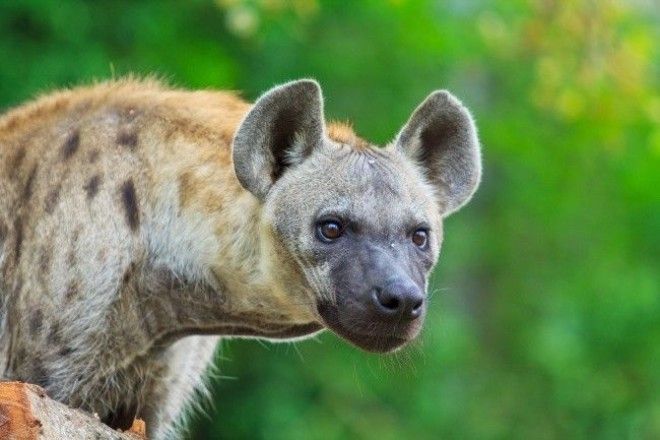 BЭти 12 зверей станут свирепыми хищниками ну а пока они невероятно милы