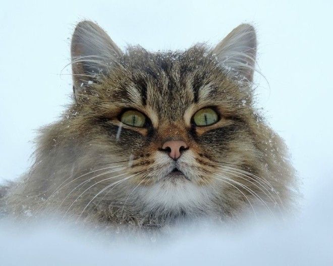 Siberian Cat